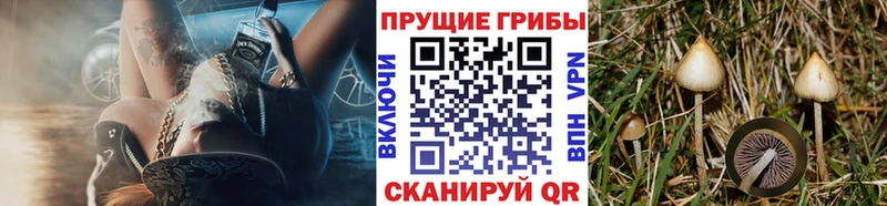 Галлюциногенные грибы Psilocybine cubensis  Купить закладки  Спасск-Рязанский 
